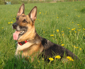 Bildquelle – Tierbesitzer